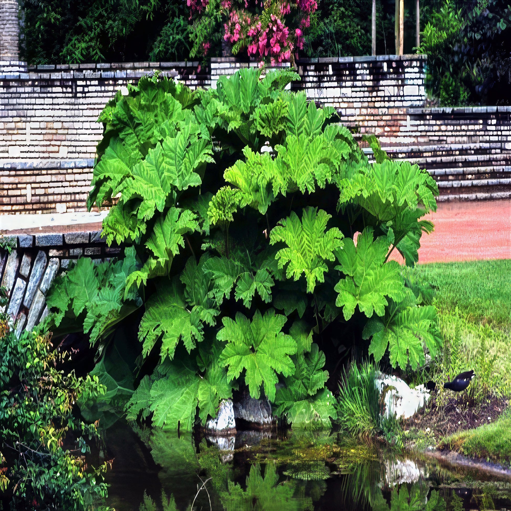 Large green leafy gunnera plant by a pond with a garden bench in the background