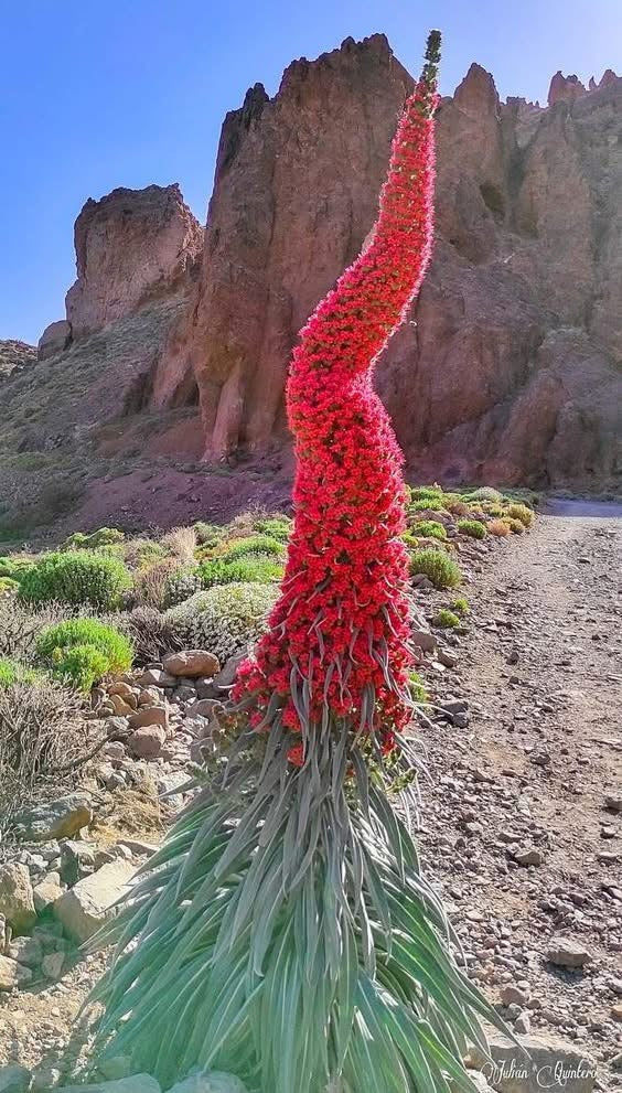 Tall red Tower of Jewels flower with rocky desert landscape in the background