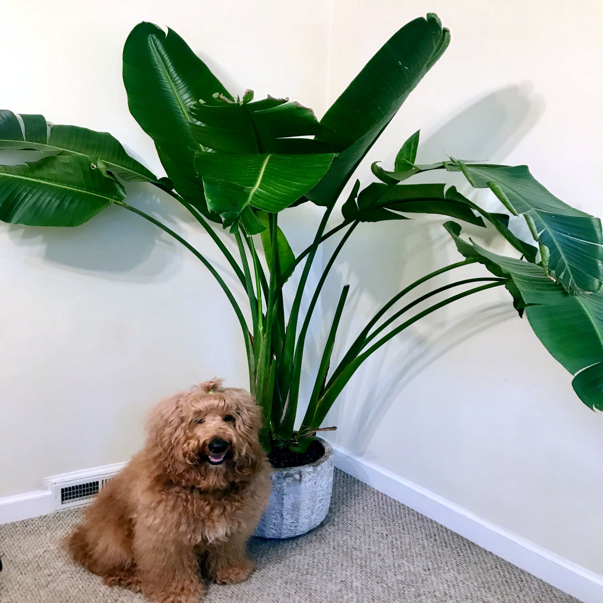 Dog sitting next to a large green Giant White Bird of Paradise plant indoors. (Strelitzia nicolai)
