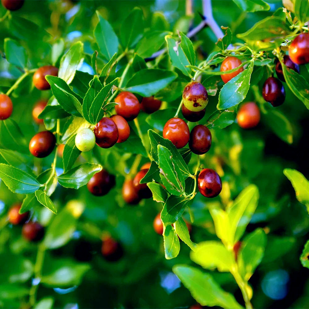 Red Jujube fruits on a green leafy branch