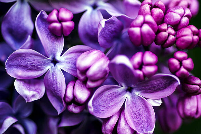 Close-up of purple lilac flowers with a dark background