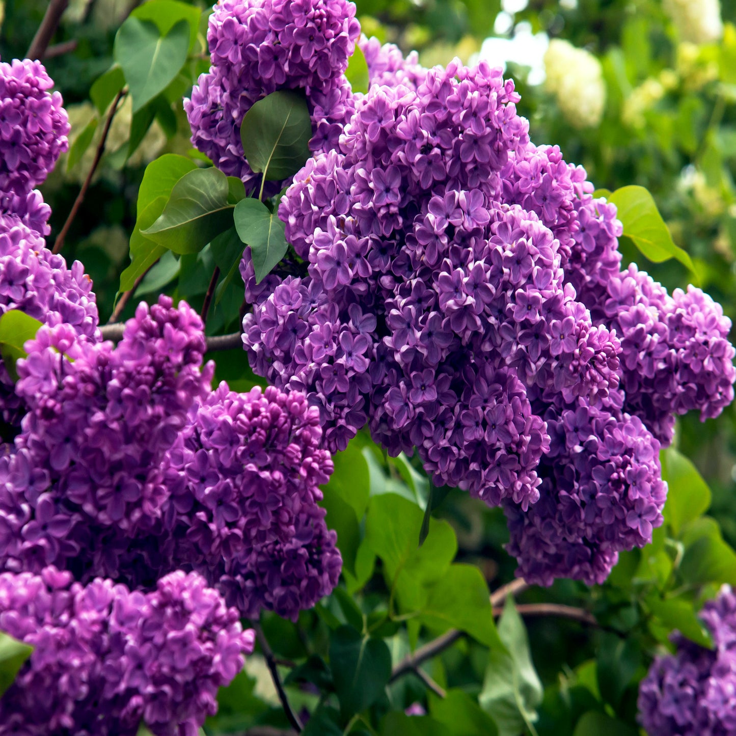 Close-up of purple Common lilac flowers with green leaves. (Syringa vulgaris)