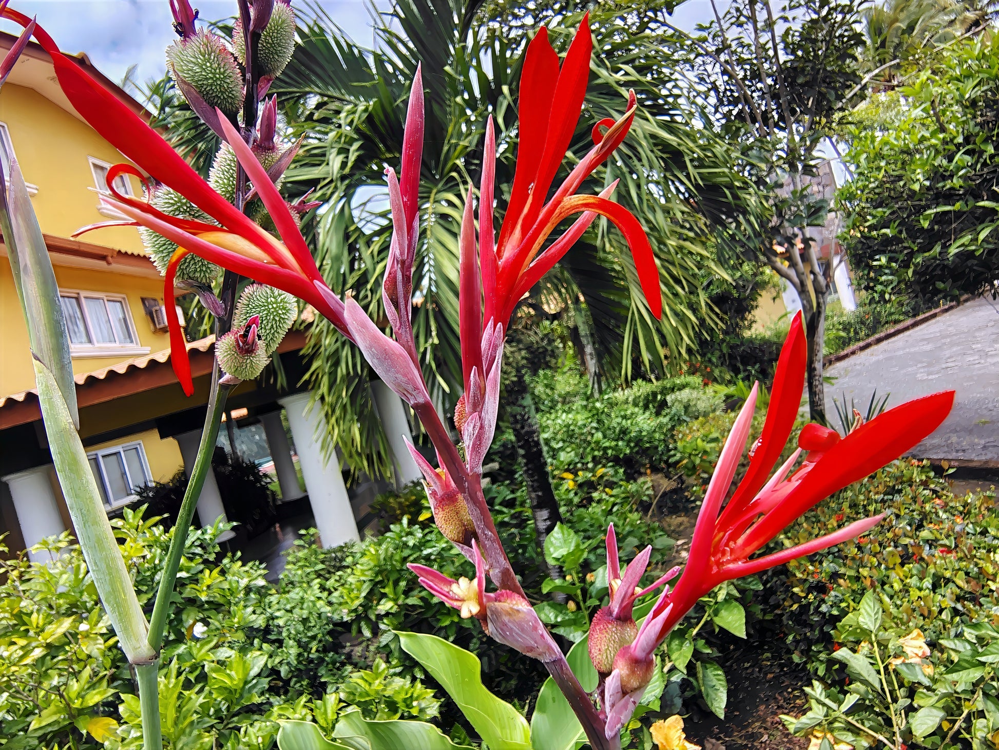 Red canna lily flower with green leaves in a garden setting
