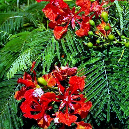 ROYAL POINCIANA red flowers with green fern leaves. 