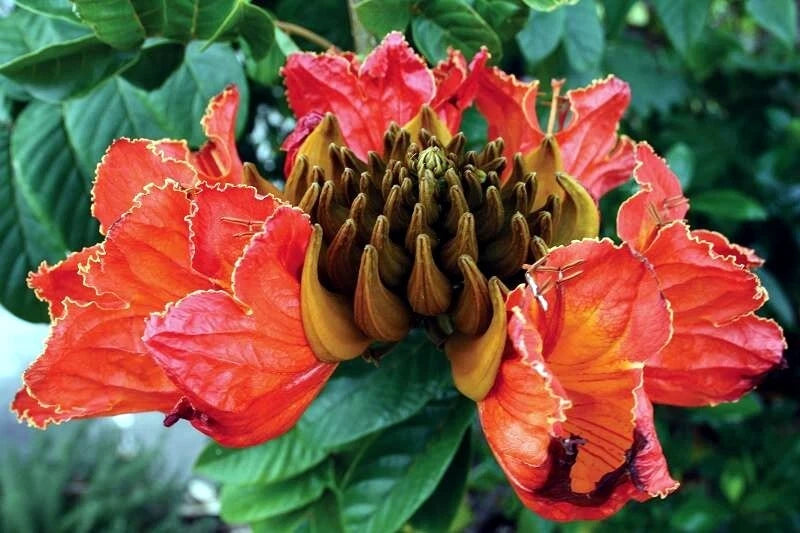 Close-up of a vibrant red Spathodea campanulata flower with a unique central structure, surrounded by green leaves.