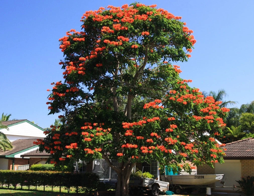 African Tulip Tree with reddish-orange flowers in a residential area