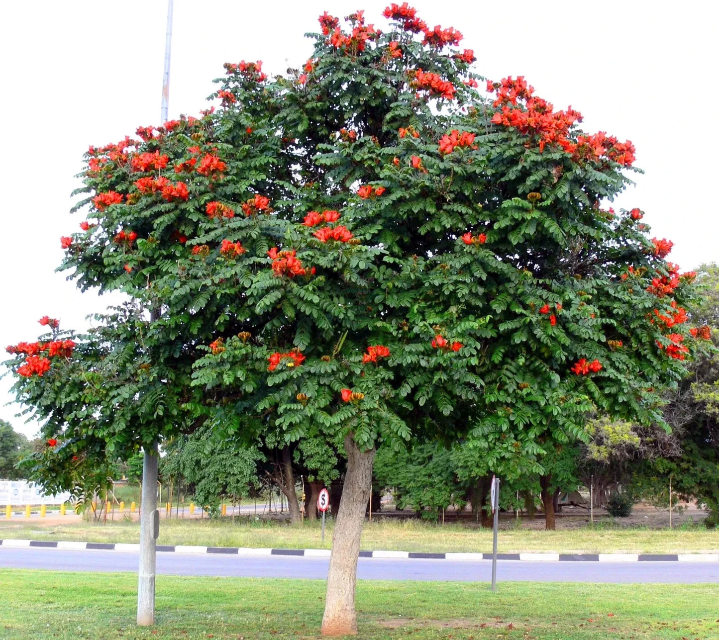 African Tulip Tree with red flowers and green leaves on a clear day