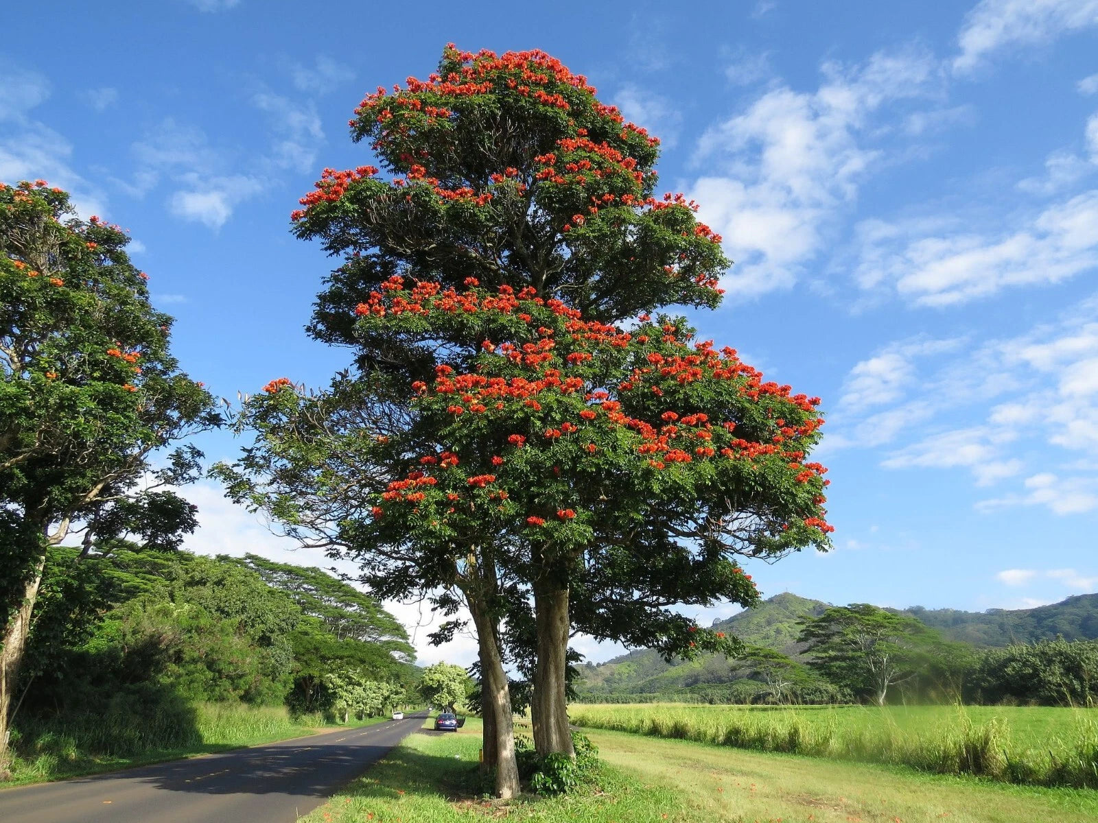 African Tulip Tree with red flowers on a road with greenery and mountains in the background