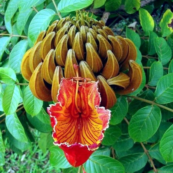 Close-up of a unique red and yellow African Tulip tree flower with green leaves in the background