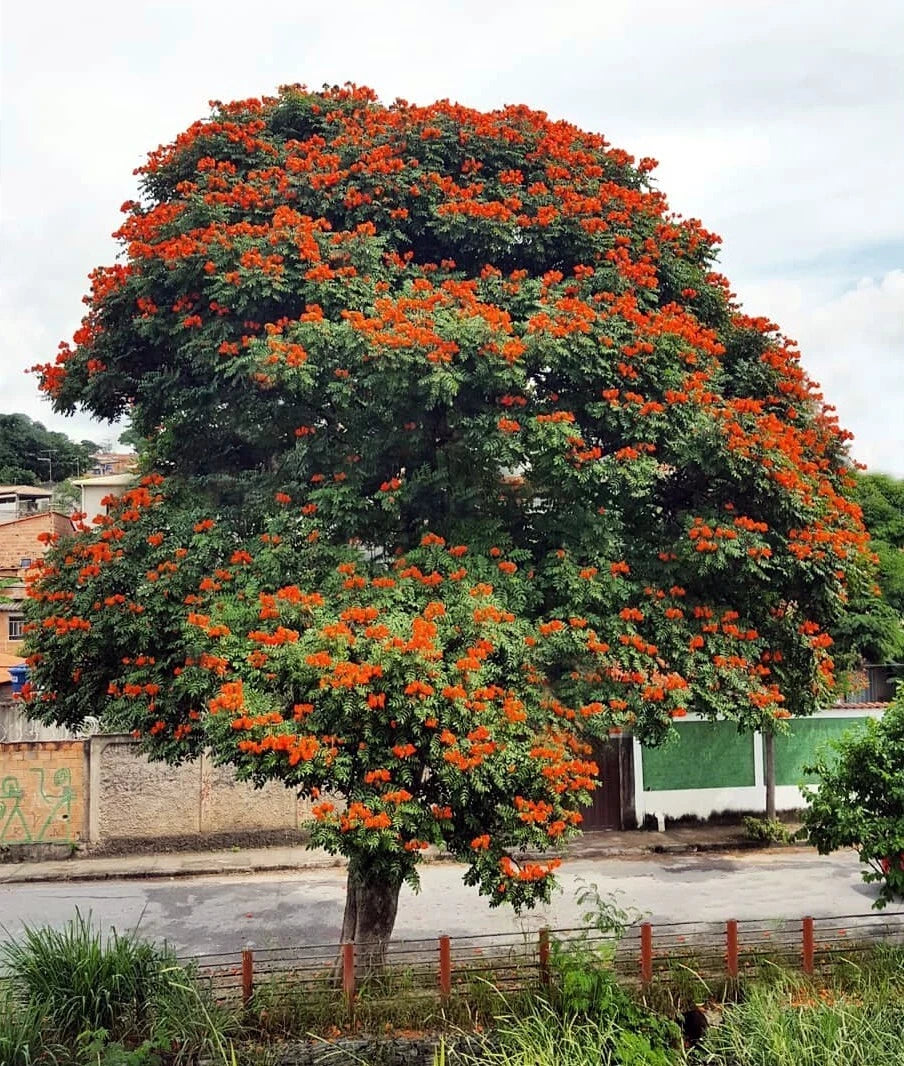 African Tulip magnolia Tree with bright orange flowers in an urban setting