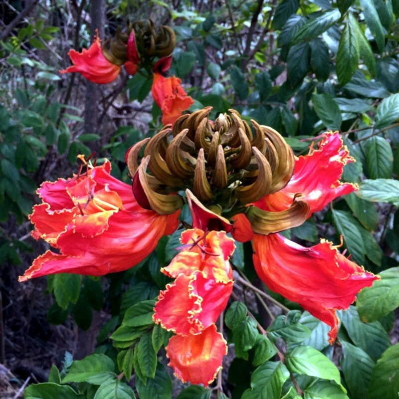 Close-up of vibrant red and yellow african tulip tree flowers with green leaves in the background