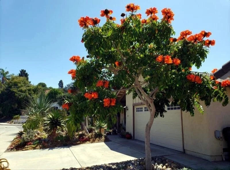 African Tulip Tree with bright red-orange flowers in a residential area