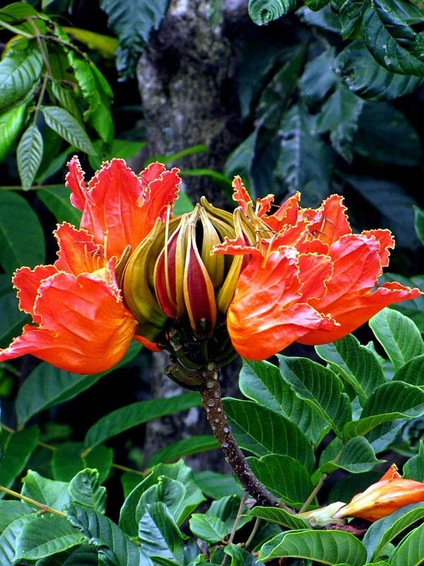 Close-up of a vibrant African Tulip tree red & yellow flower with green leaves in the background