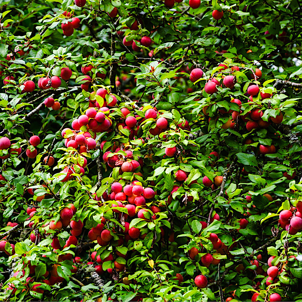 American plum fruits hanging on branches with green leaves. 