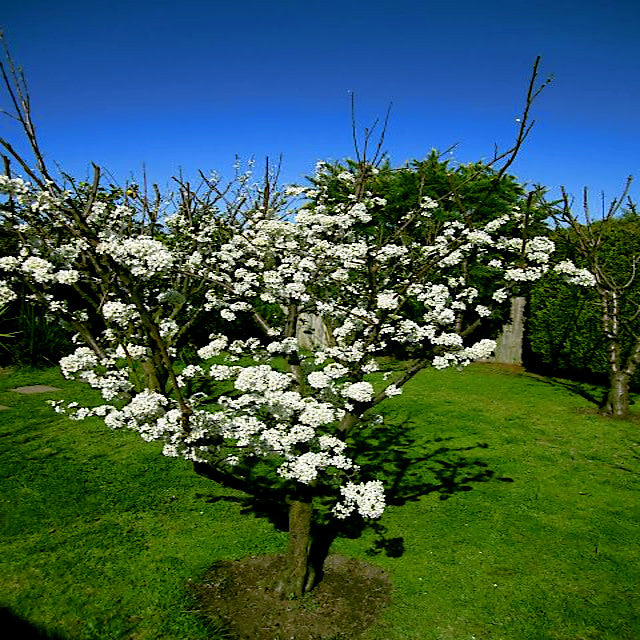 American plum flowers blooming in green yard landscape with blue sky background.