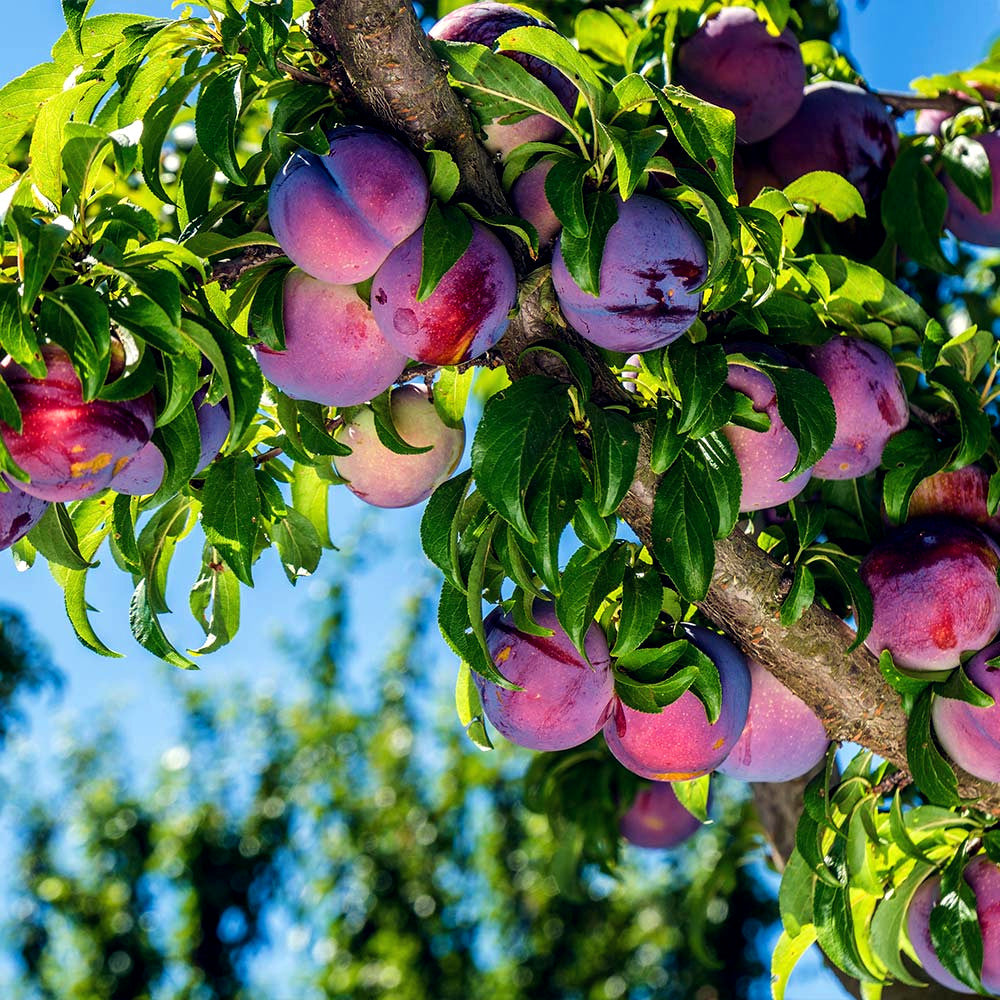 Purple & red American plums hanging on branch with green leaves and blue sky background.