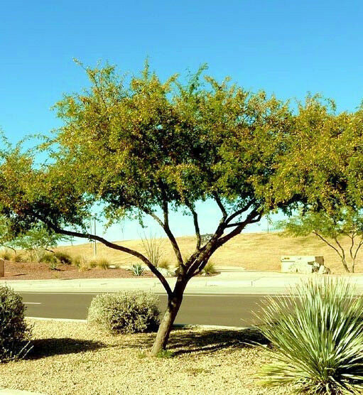 Sweet Acacia tree in a desert landscape with clear blue sky