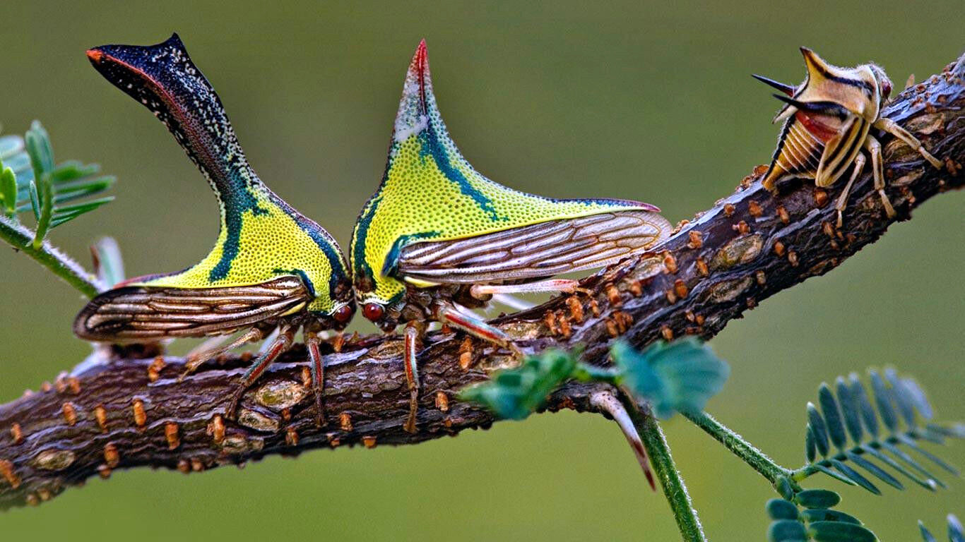 Three colorful insects on a  Sweet Acacia branch with a blurred green background. (Vachellia farnesiana)