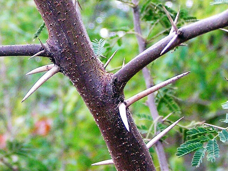Thorny branch of a Sweet Acacia tree with green leaves in the background
