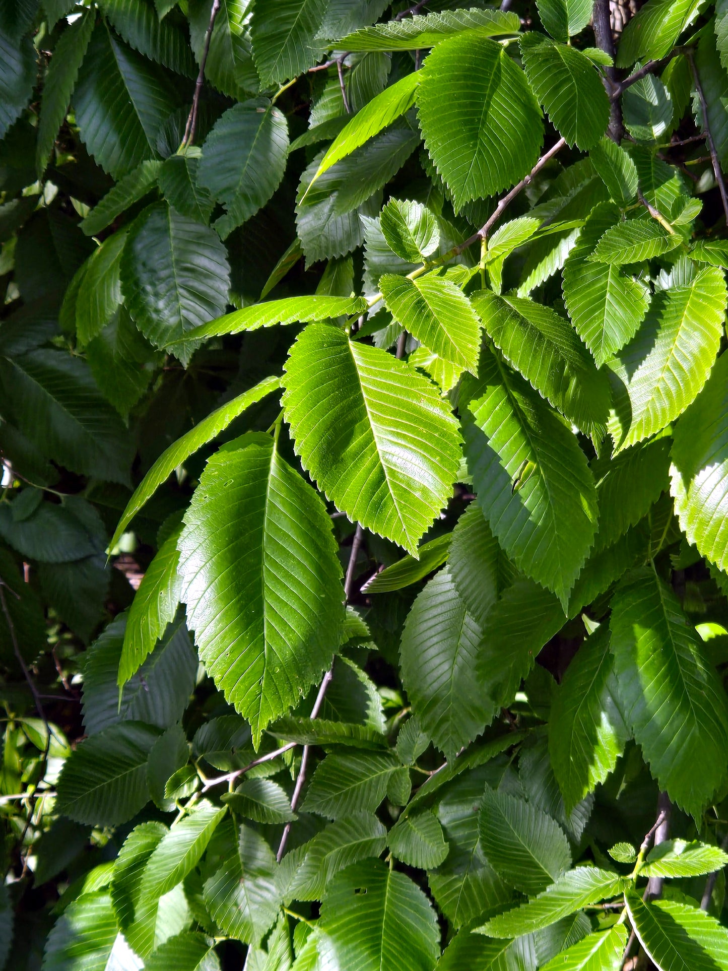 Close-up of American Elm tree green leaves on a tree