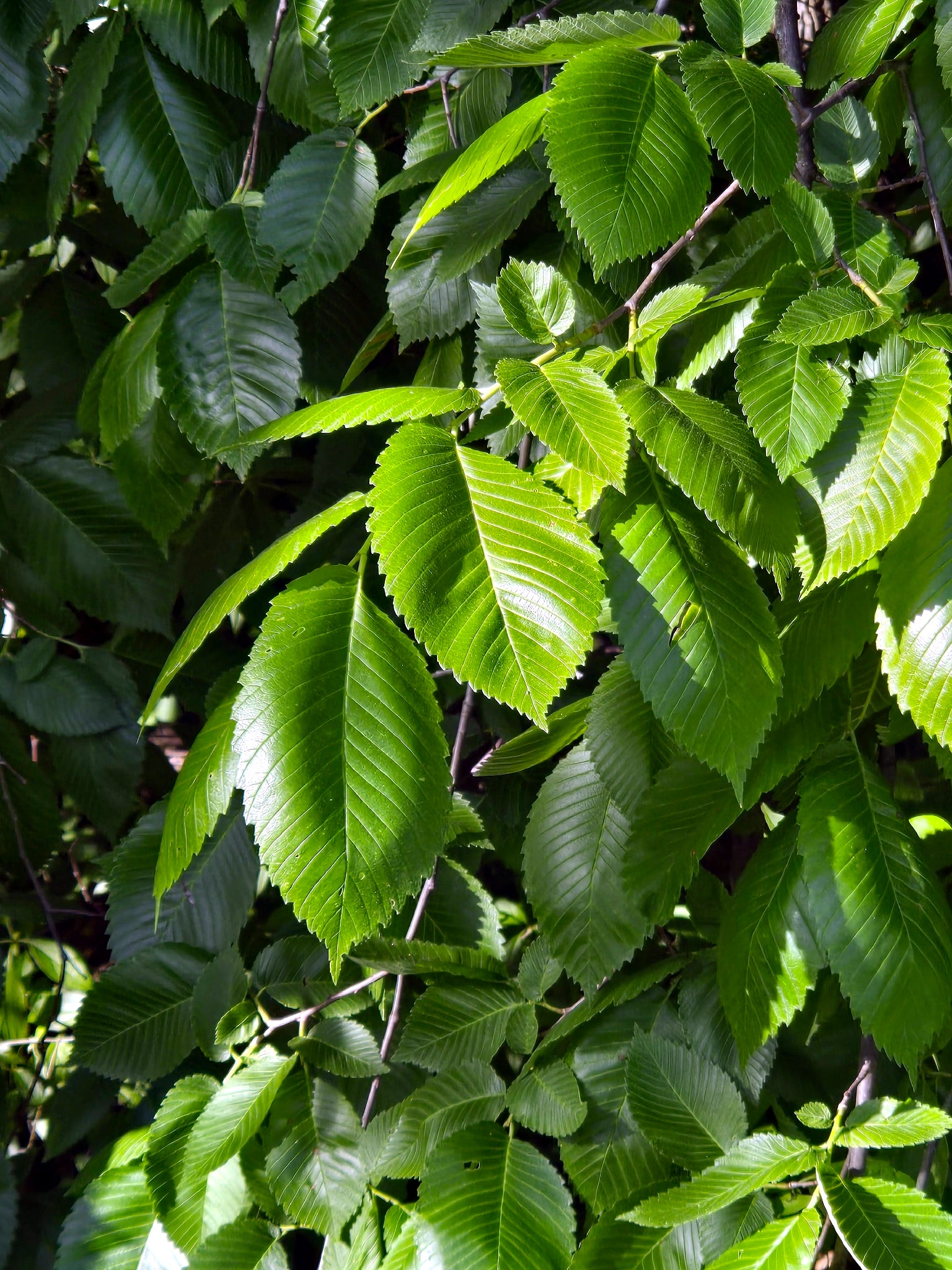 Close-up of American Elm tree green leaves on a tree