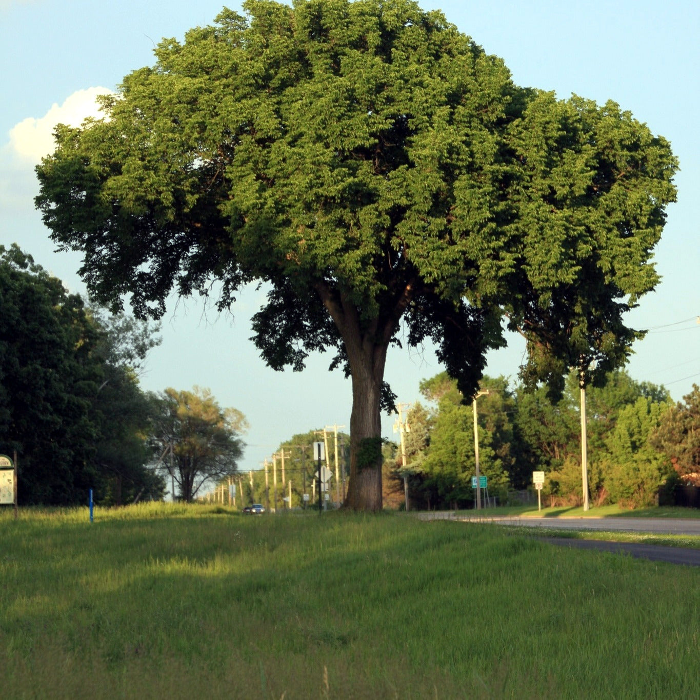 Large American Elm tree in a grassy field with a clear sky. (Ulmus americana)