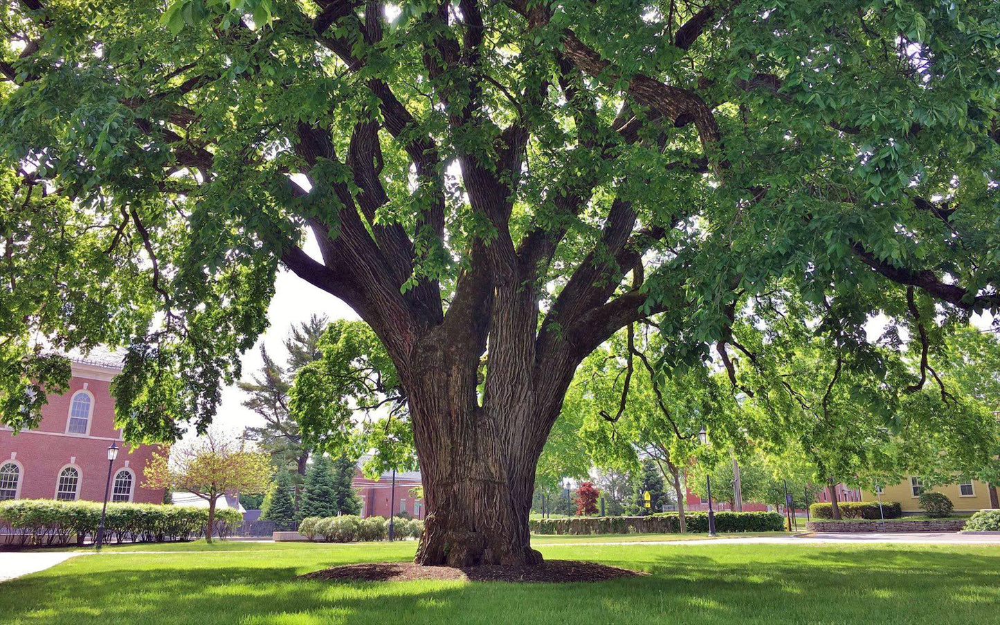 Large American Elm tree in a park with a building in the background