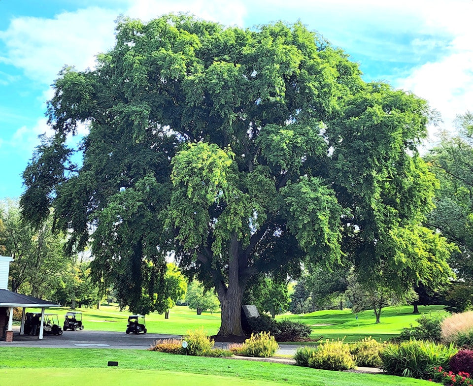 Large American White Elm tree in a park with a golf course in the background. (Ulmus americana)