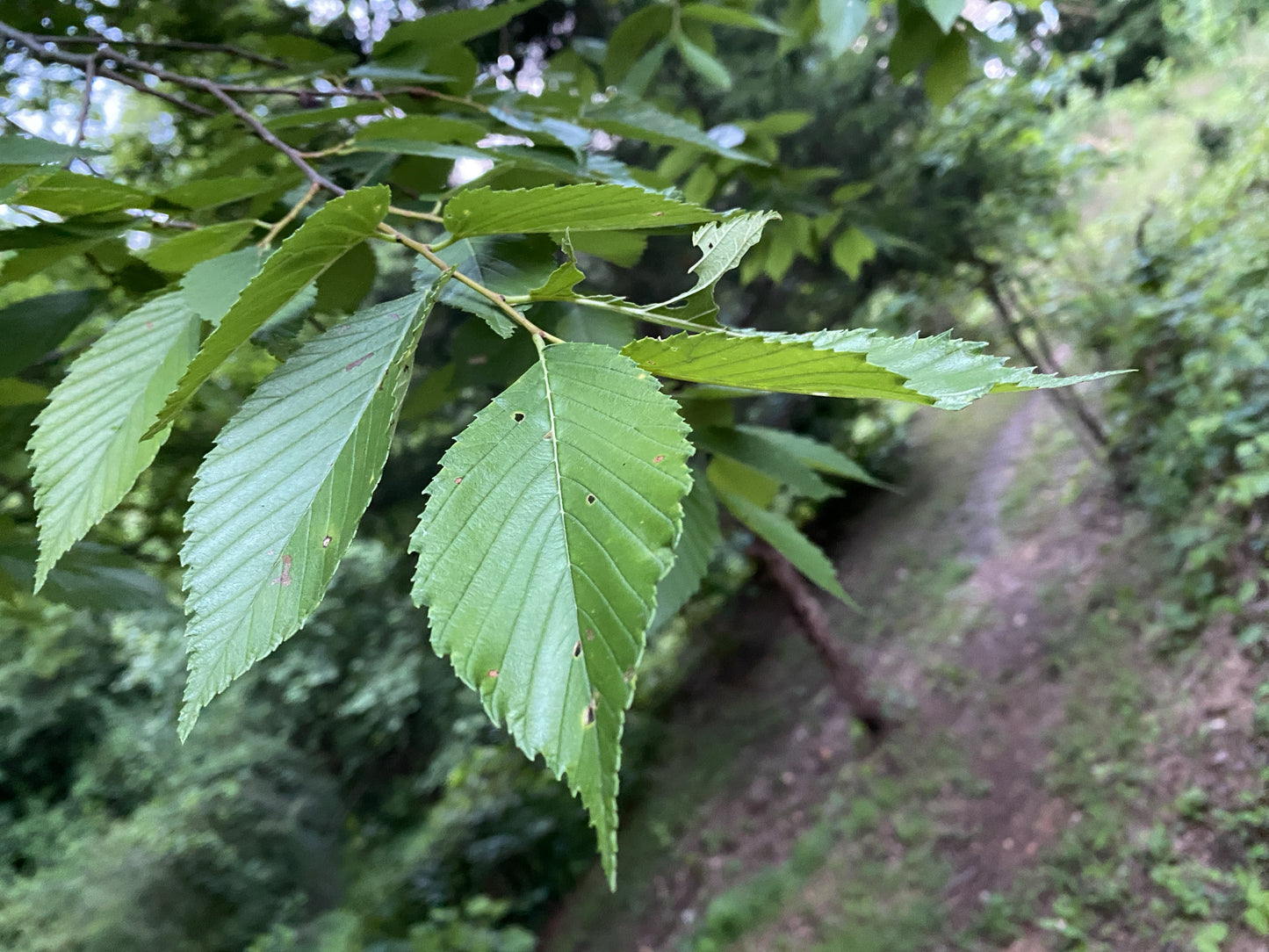 Close-up of American Elm tree green leaves with a blurred natural background