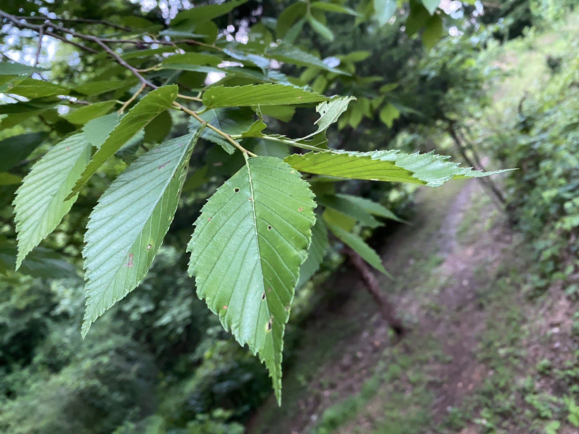Close-up of American Elm tree green leaves with a blurred natural background