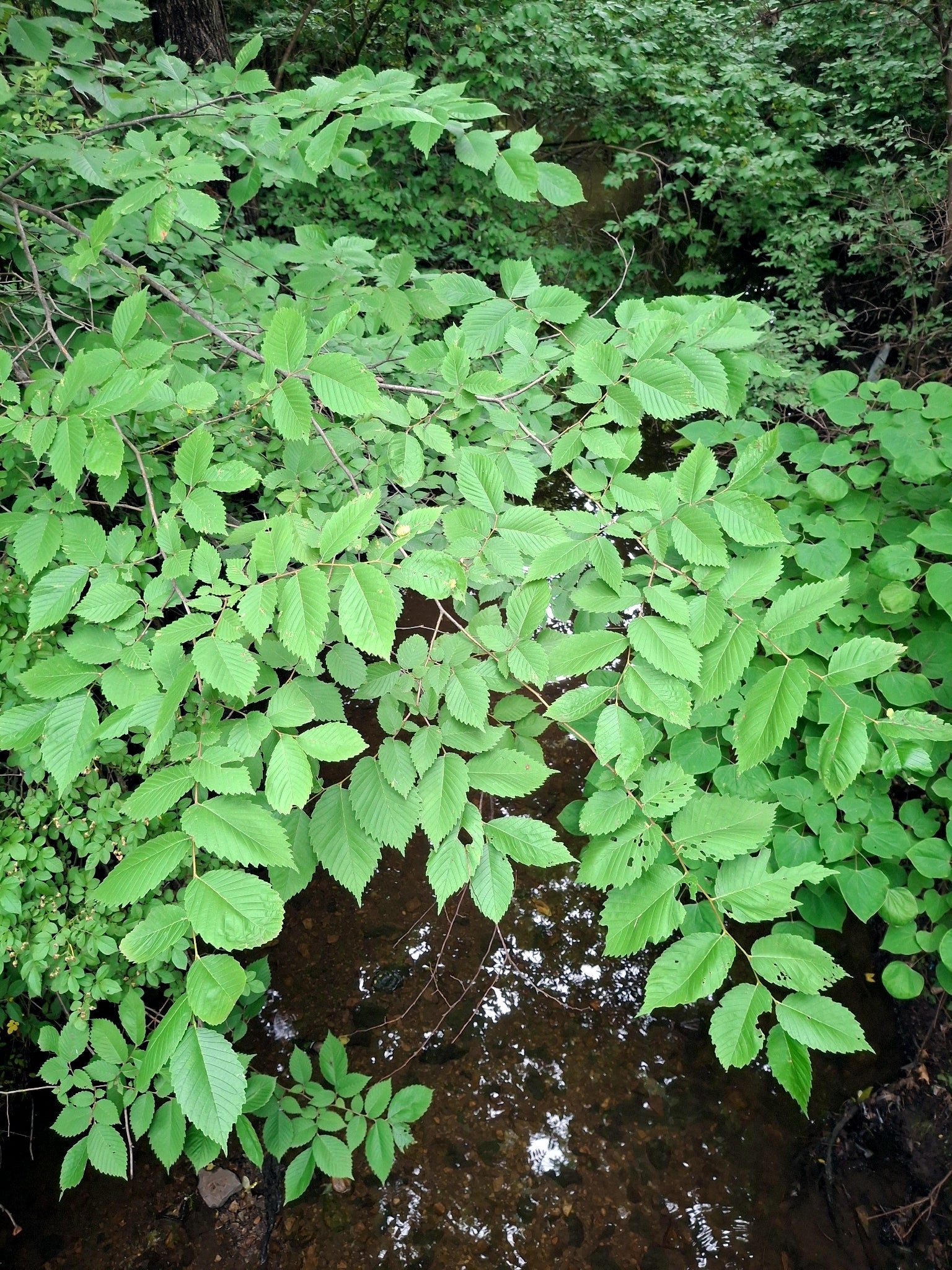 Green leaves on American elm tree branches overhanging a stream in a forest. (Ulmus americana)