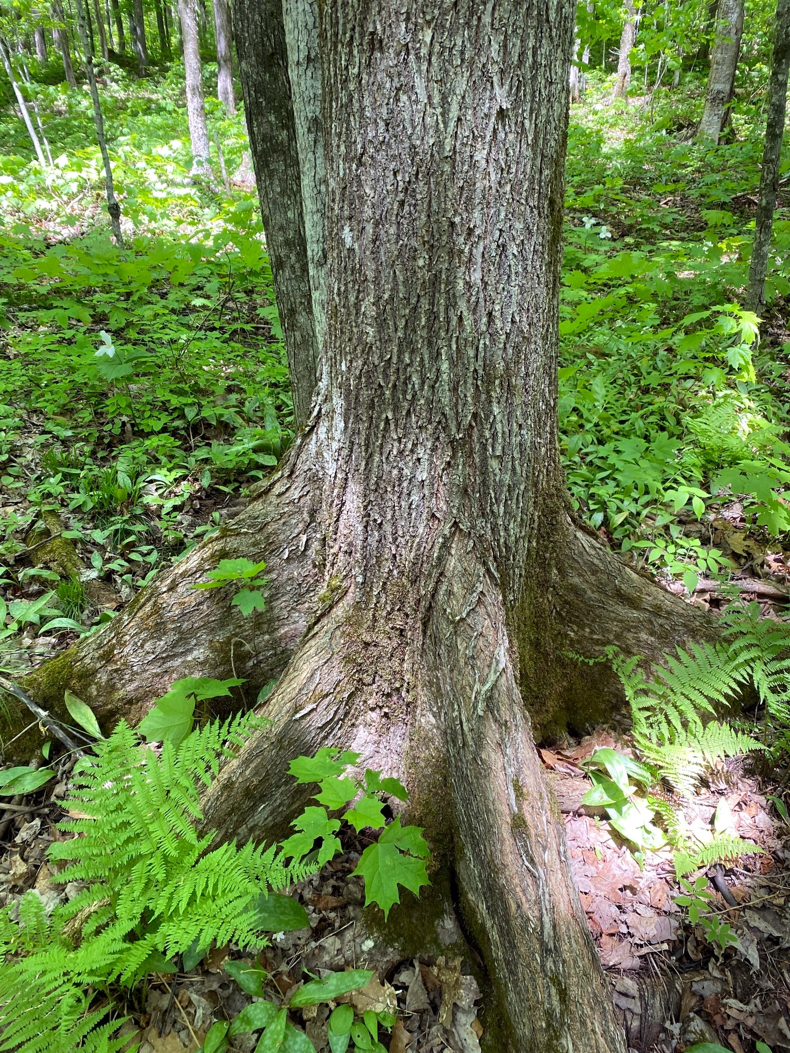 Large American White Elm tree trunk in a forest with green ferns and leaves on the ground. (Ulmus americana)