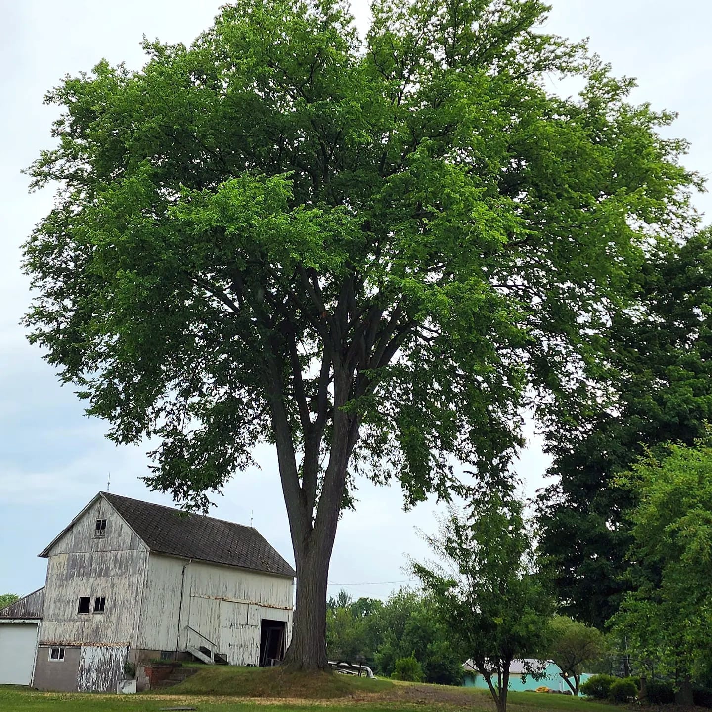 Large American Elm tree in front of an old white barn with a clear sky.