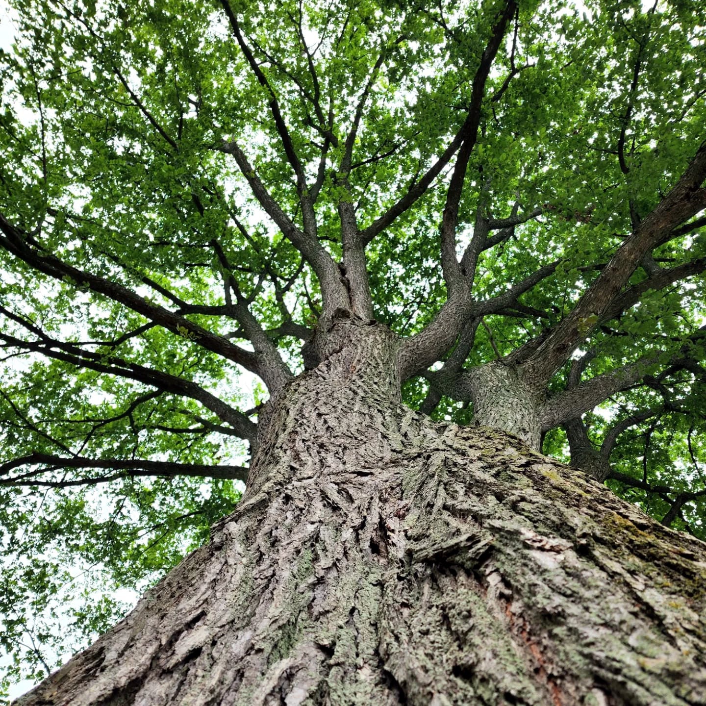 Close-up of a large American White elm tree with a thick trunk and sprawling branches. (Ulmus americana)