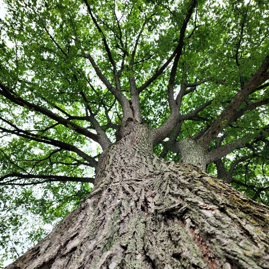 Close-up of a large American White elm tree with a thick trunk and sprawling branches. (Ulmus americana)