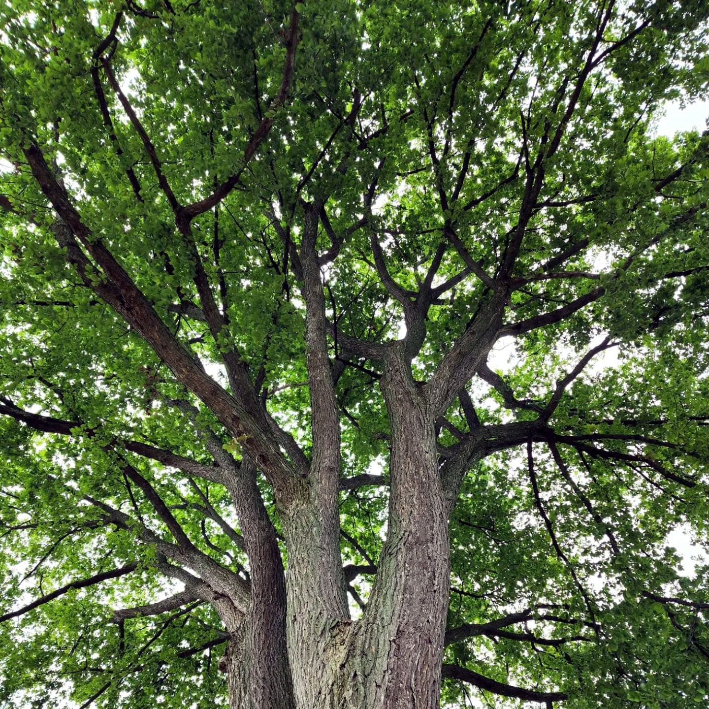 Tall American white elm tree with a thick trunk and dense green leaves