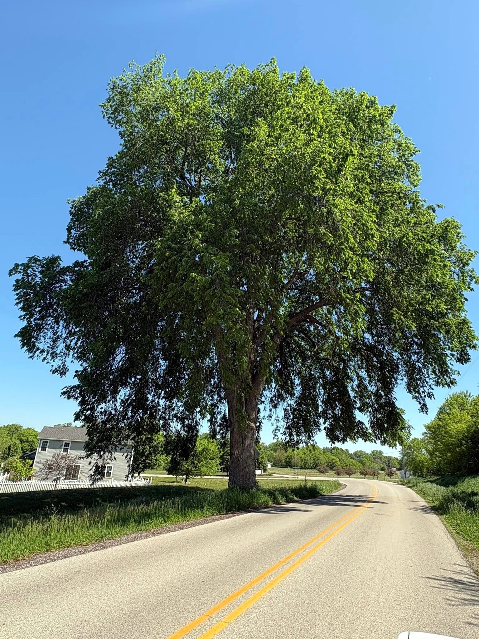 Large American Elm tree on the side of a road with clear blue sky. (Ulmus americana)