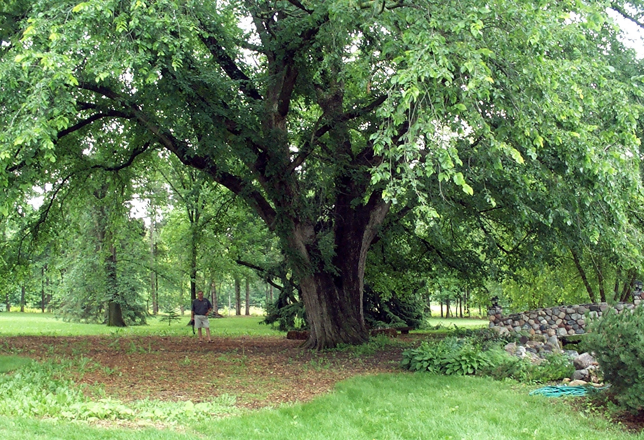 Large American elm tree in a park with a person standing nearby. 