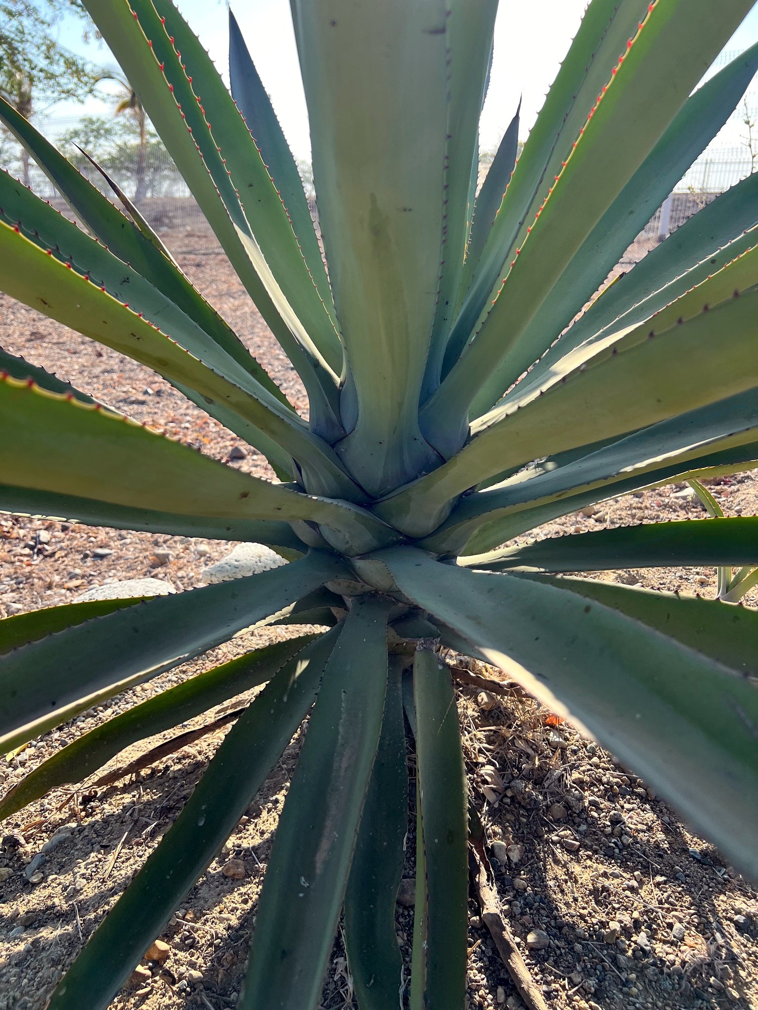 Close-up of a large Sisal Agave succulent plant with a blurred background