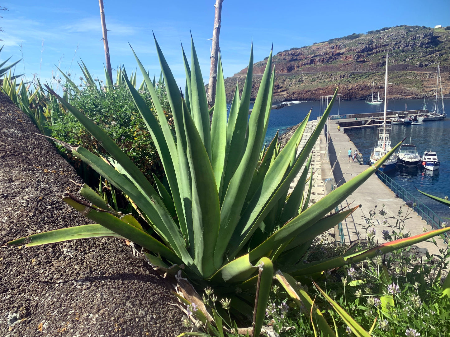 Spiky green Sisal Agave plant with a marina and mountains in the background. (Agave sisalana)