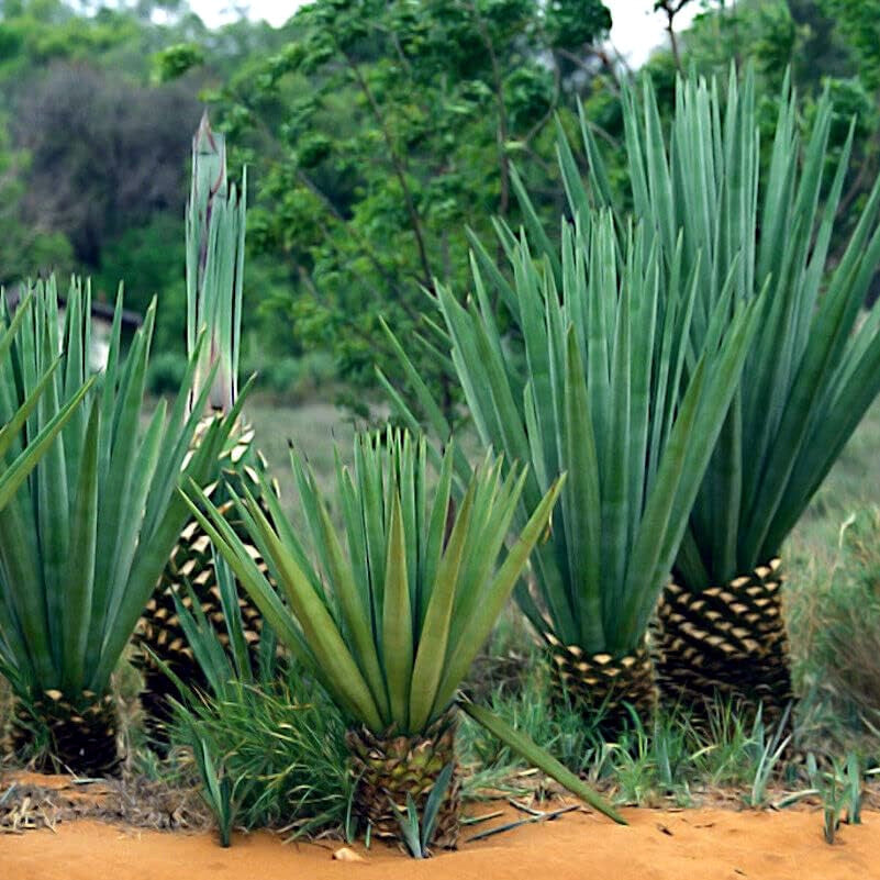 Sisal Agave plants growing in a field with greenery in the background