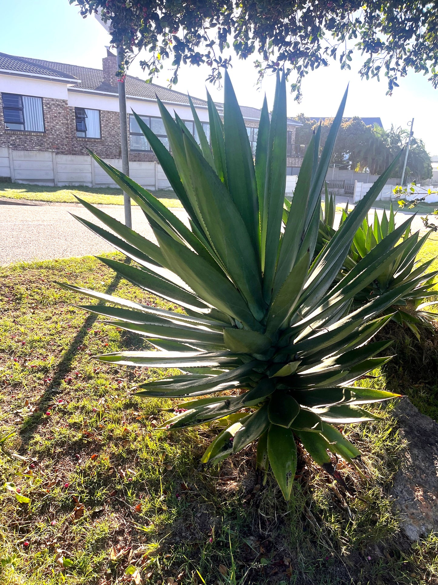 Tall green Sisal Agave succulent plant in a garden with a building in the background. (Agave sisalana)