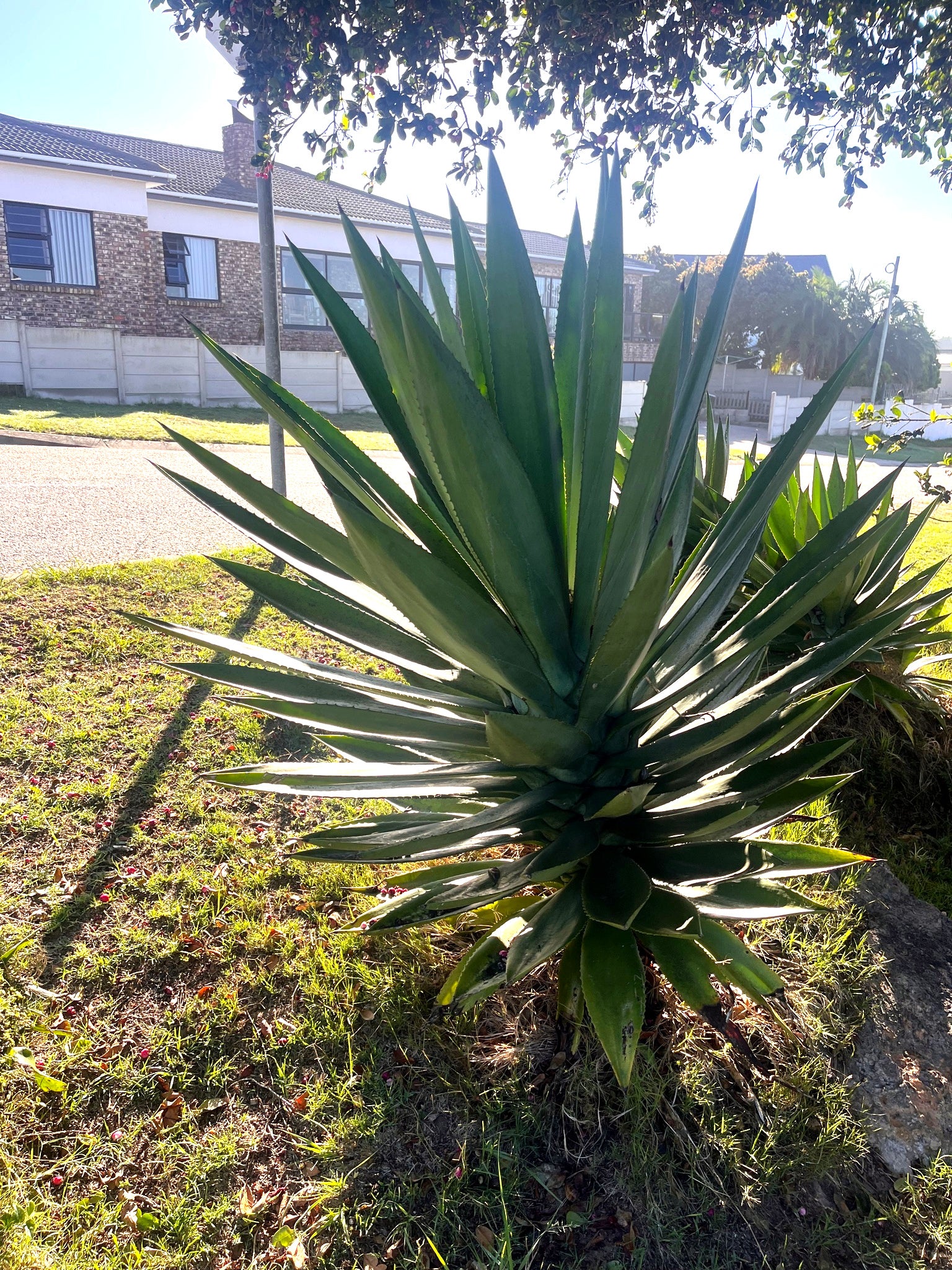 Tall green Sisal Agave succulent plant in a garden with a building in the background. (Agave sisalana)