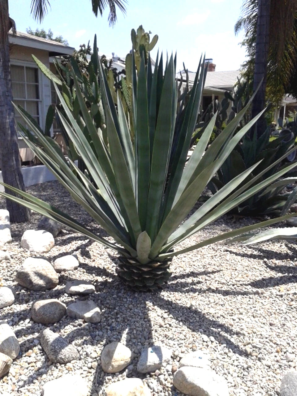 Spiky green Sisal Agave plant in a garden with rocks and a house in the background