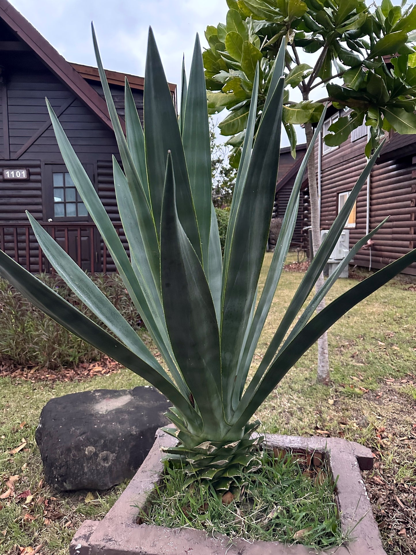 Large green Sisal Agave succulent plant in a pot with a wooden cabin in the background