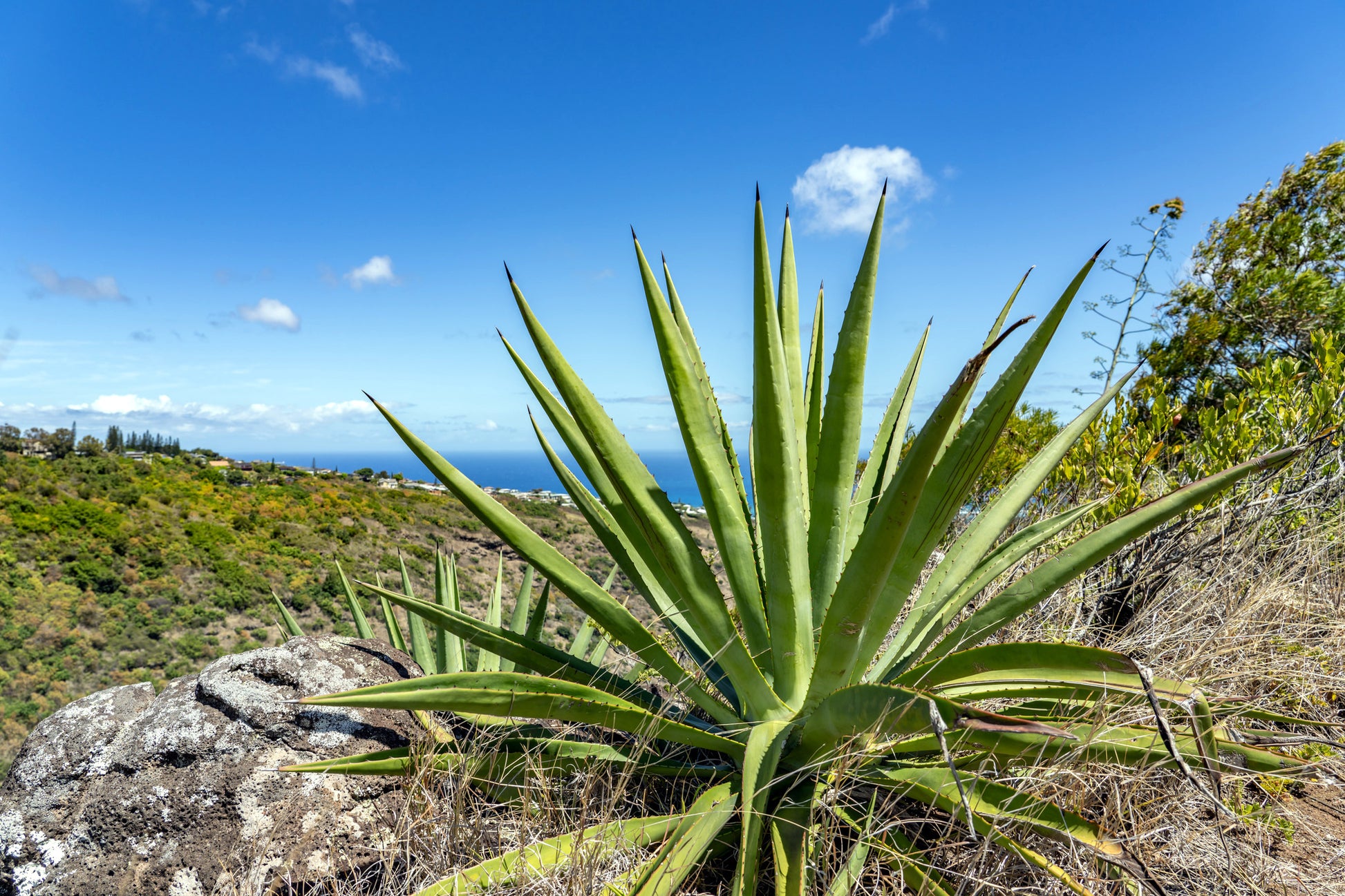 Spiky Sisal Agave plant on a rocky hillside with a clear blue sky