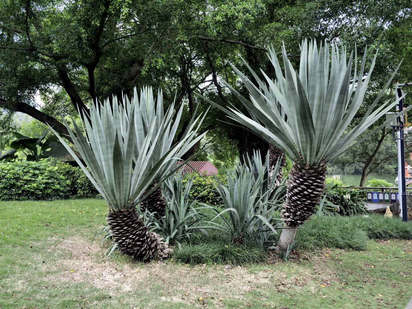 Group of large Sisal Agave succulents in a garden setting with trees and grass. (Agave sisalana)