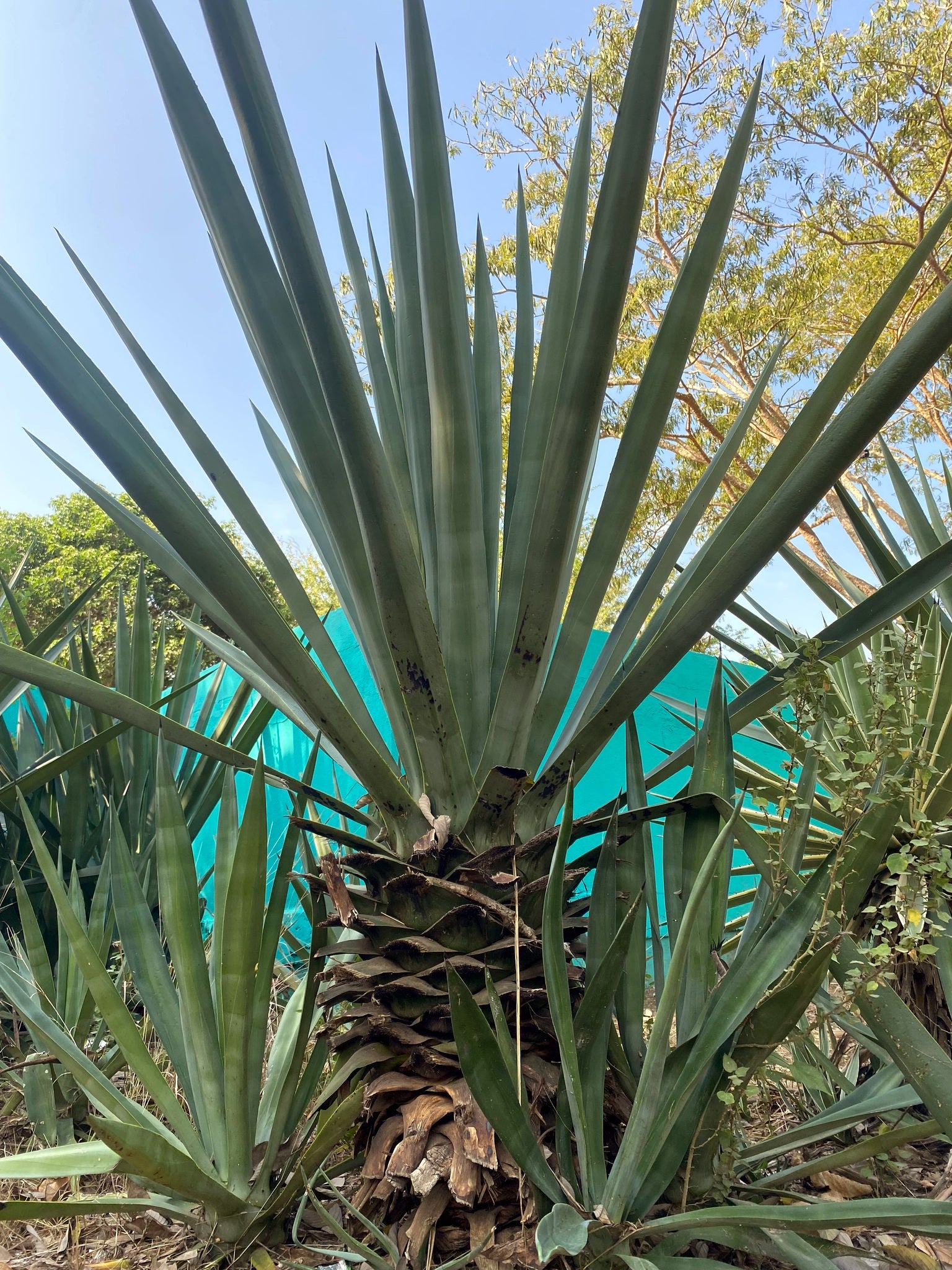 Tall green Sisal Agave plant with a textured base against a blue tarp and trees in the background. (Agave sisalana)