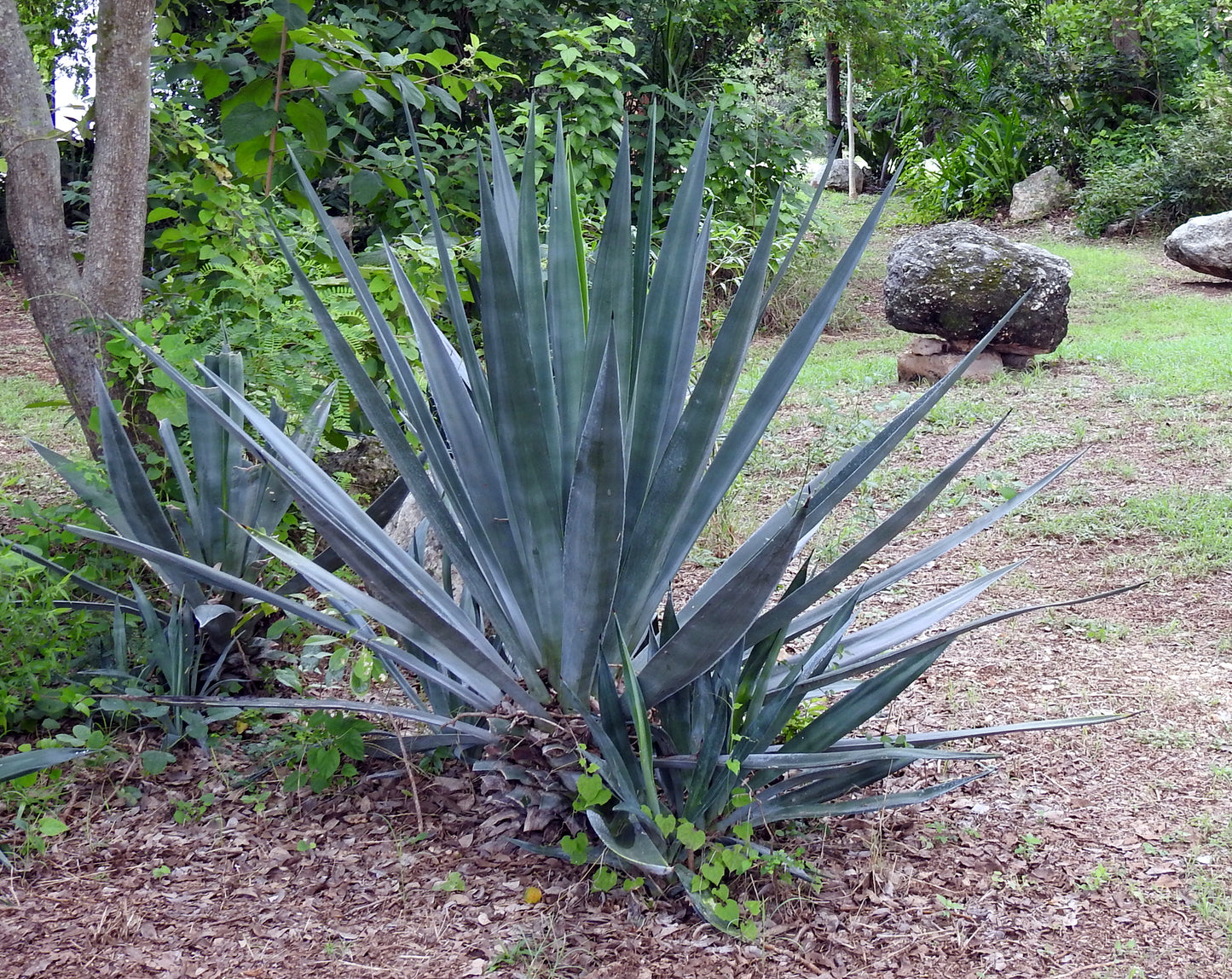 Spiky Sisal Agave plant in a garden setting with trees and rocks in the background. (Agave sisalana)