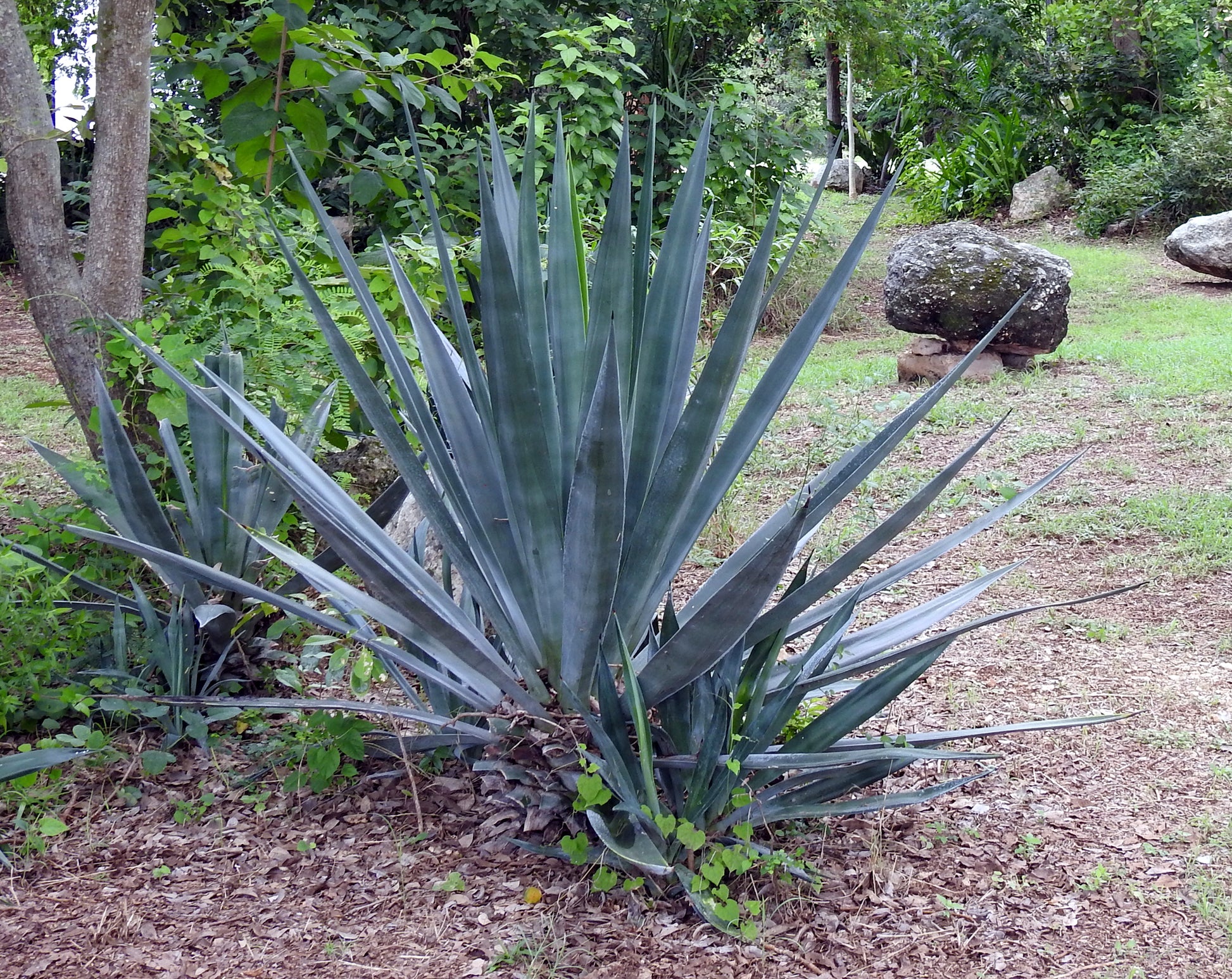 Spiky Sisal Agave plant in a garden setting with trees and rocks in the background. (Agave sisalana)